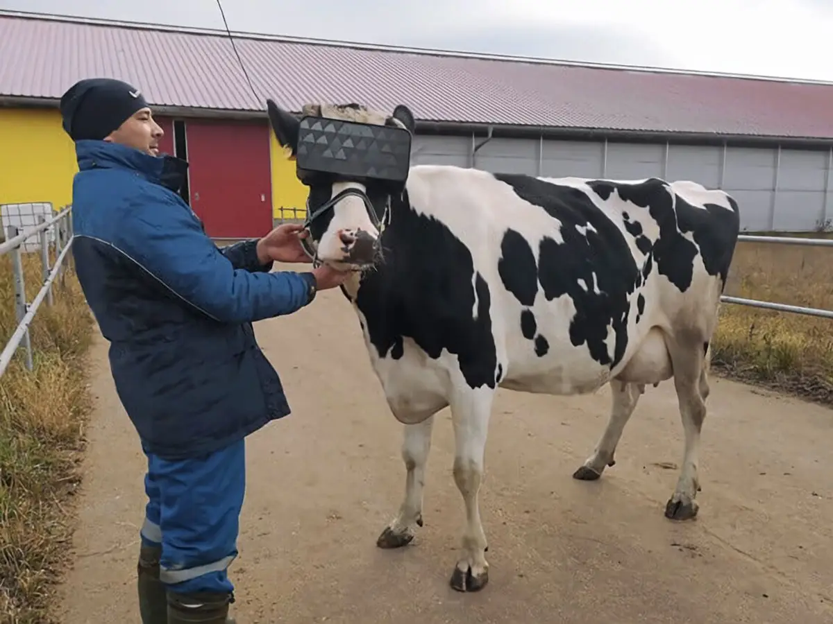 visori realtà virtuale mucche