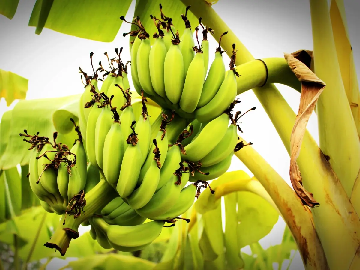 confezioni biodegradabili banana