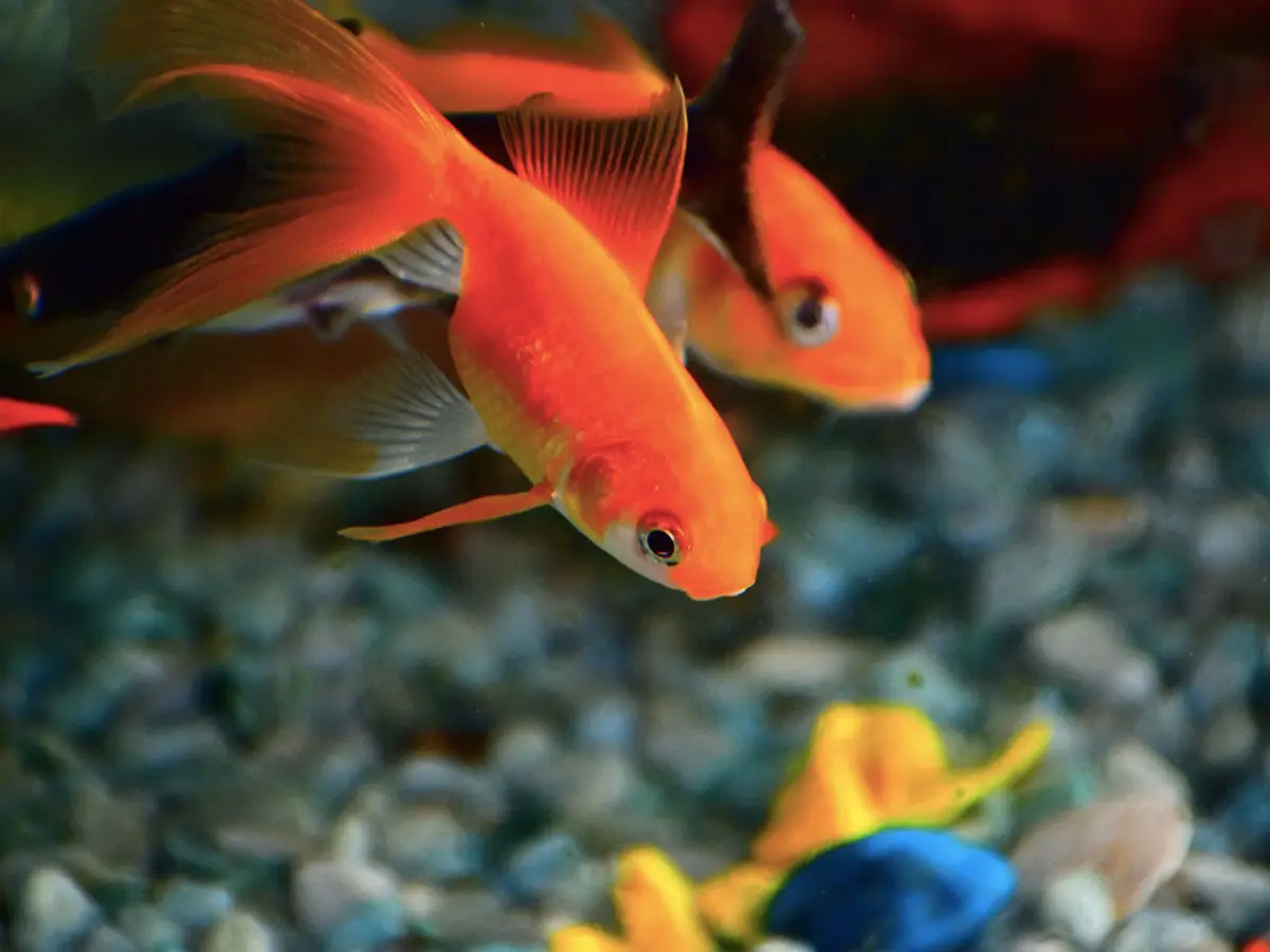 Perchè i pesci rossi diventano bianchi