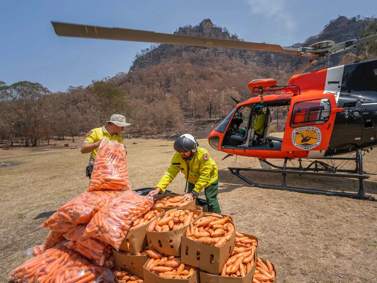 australia carote elicottero wallabies