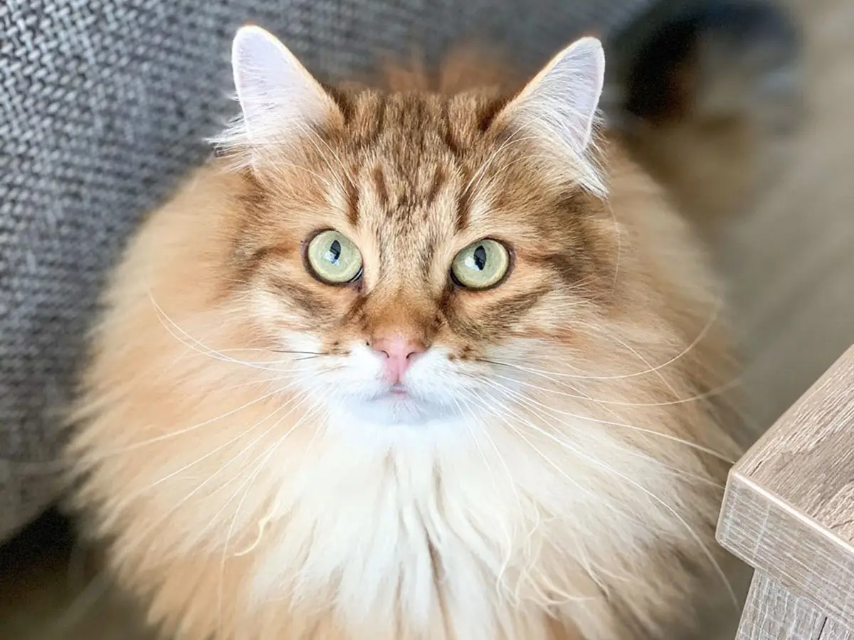 Gatto siberiano: il gatto anallergico che non teme il freddo
