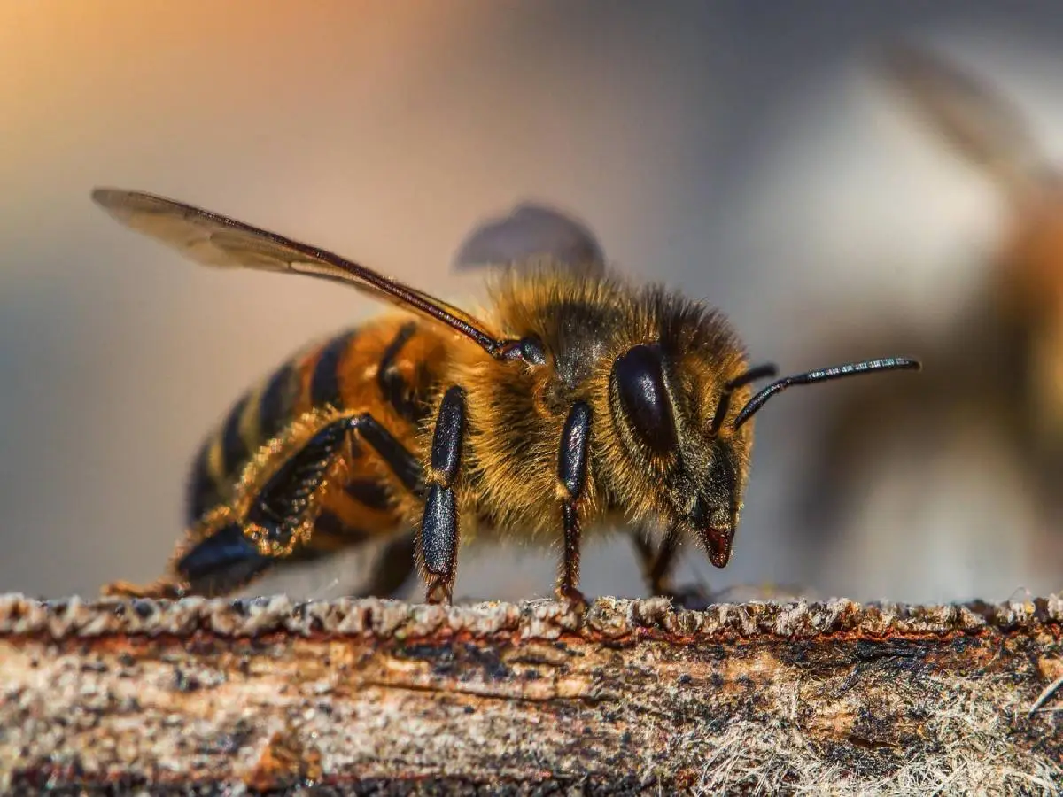 il miele allucinogeno delle api giganti del Nepal