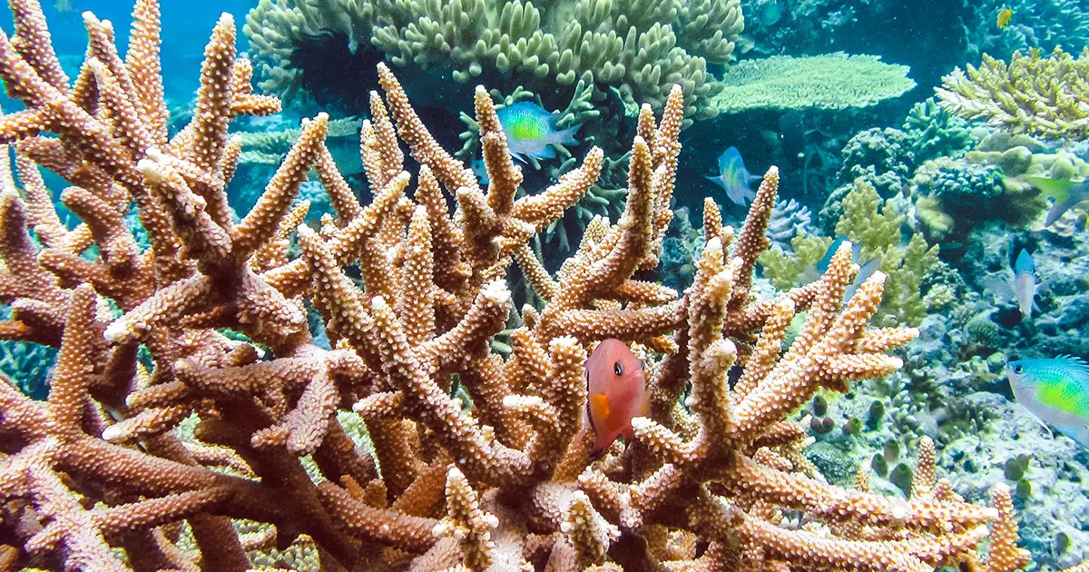 Gaming, un&#39;app della NASA per salvare il corallo - inNaturale