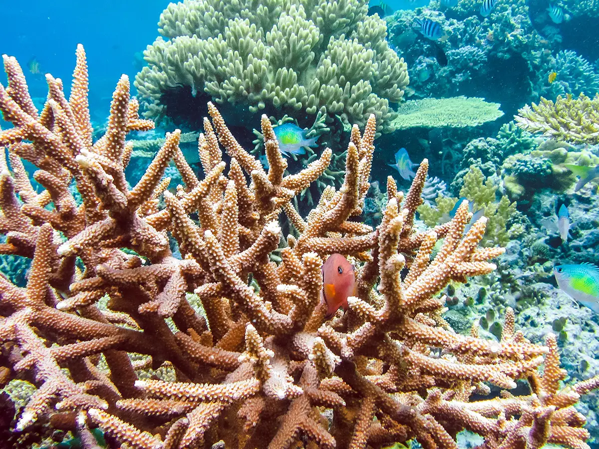 salvare corallo