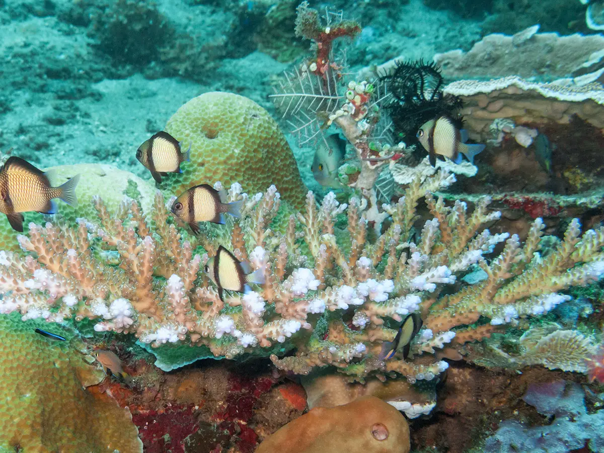 salvare coralli allevare