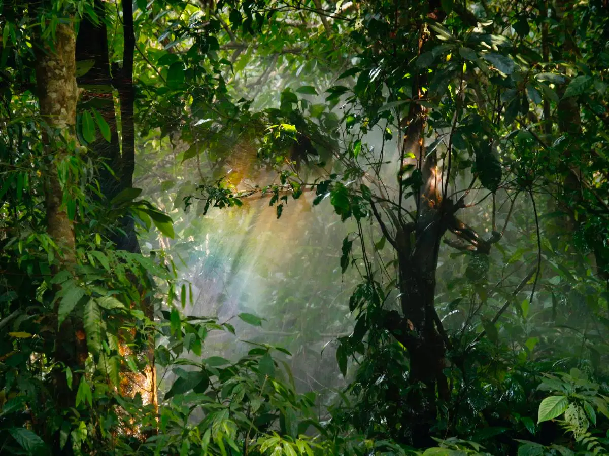 Foresta pluviale indonesia