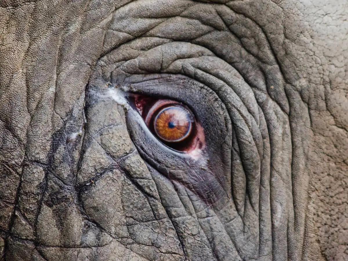Elefanti Botswana