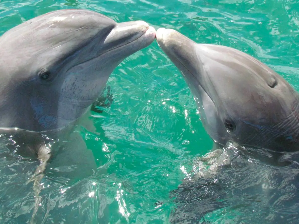 Tutela delfini