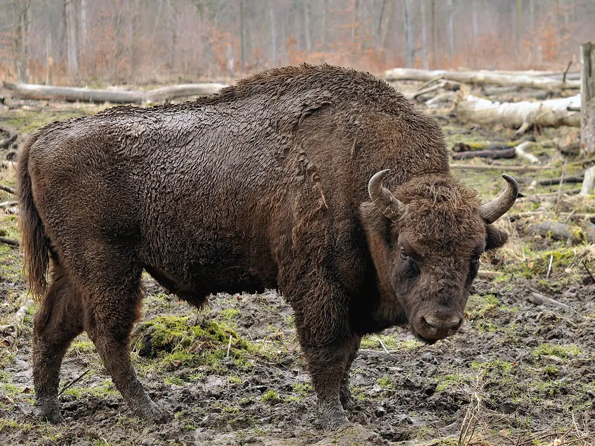 Bisonte europeo estinzione