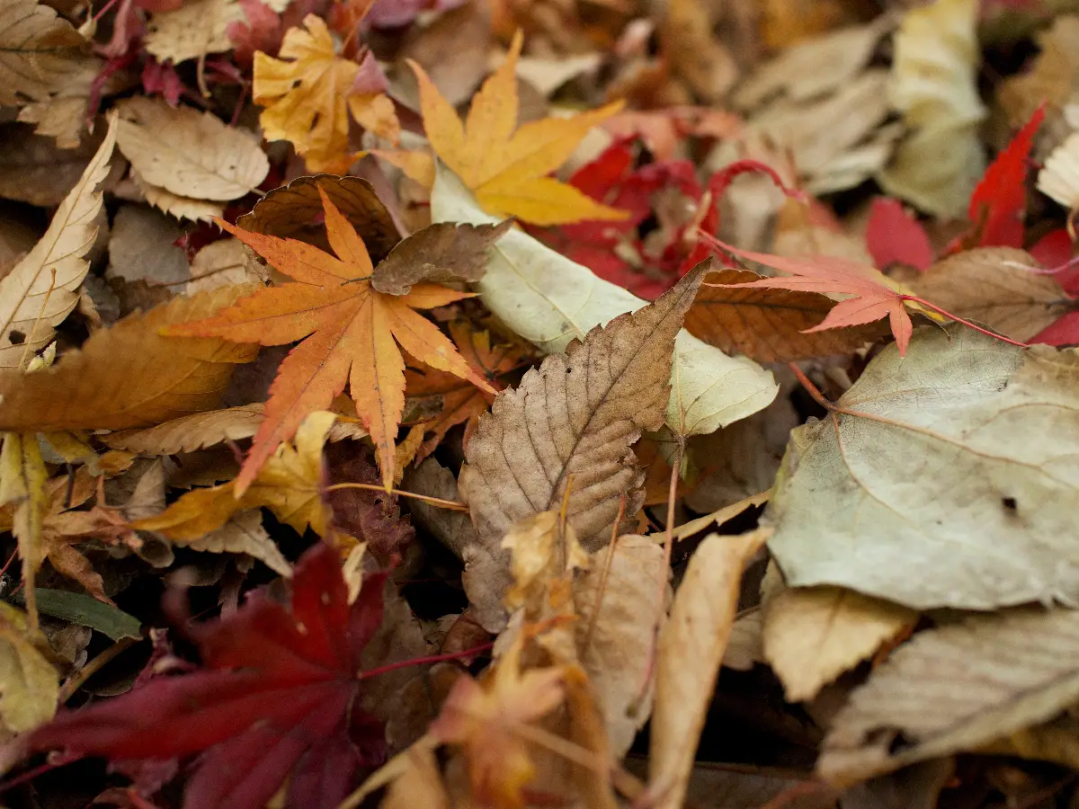 Foglie alberi autunno clima