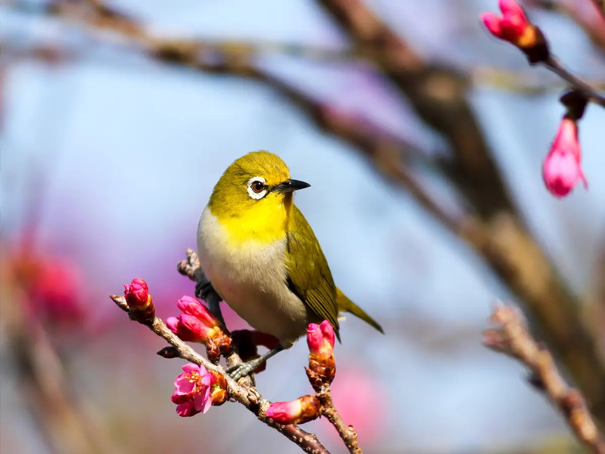 Uccelli felicità biodiversità