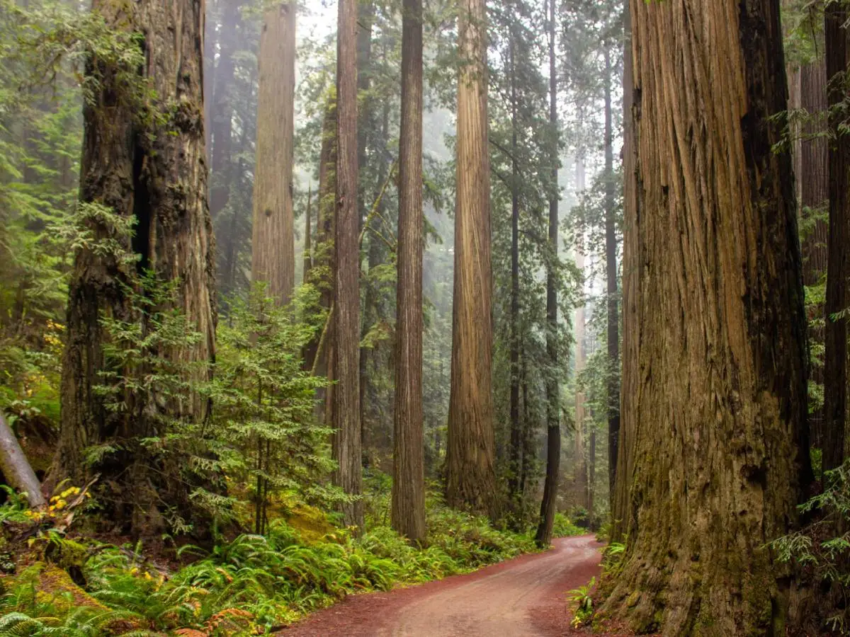 Futuro delle sequoie