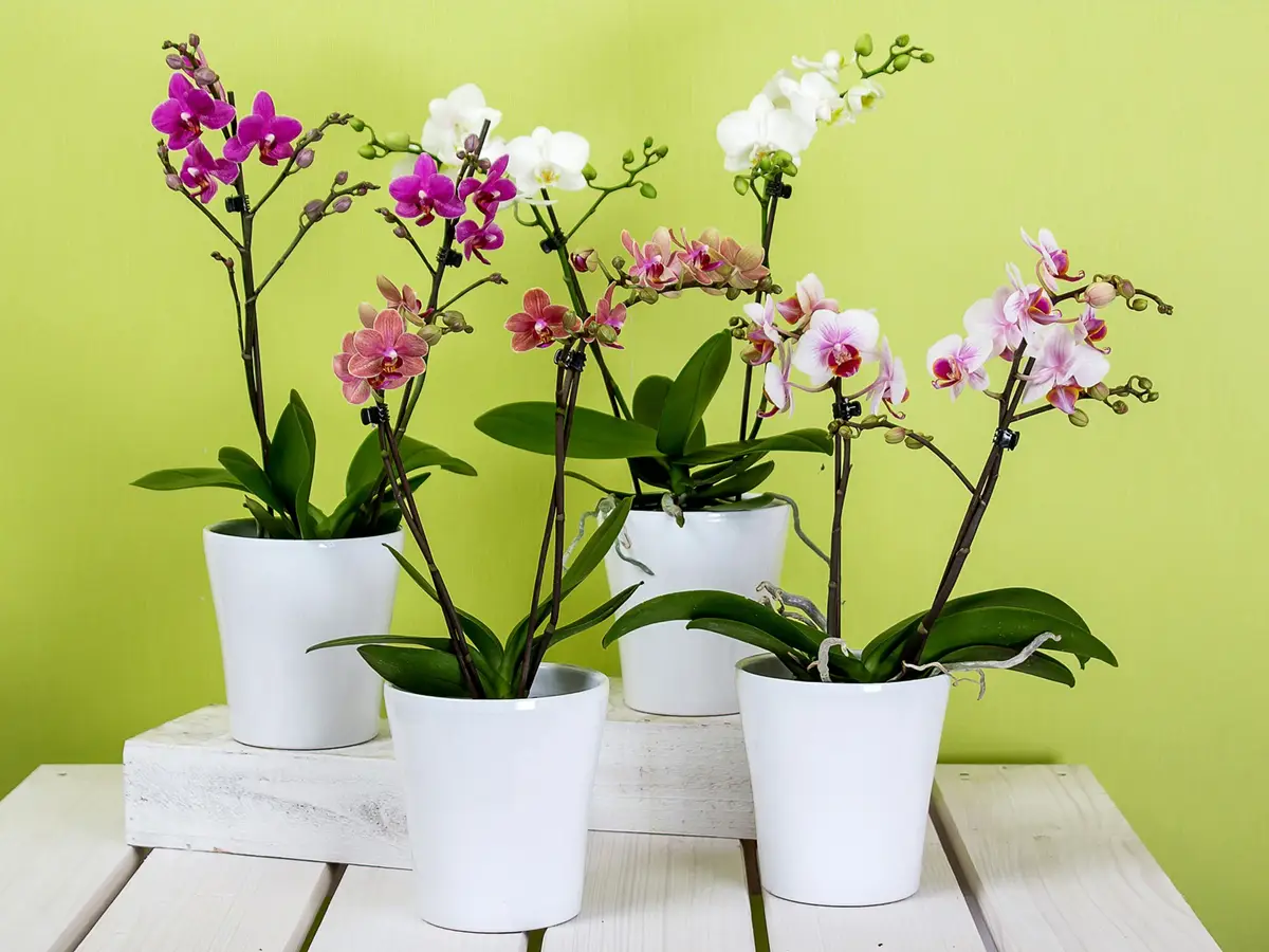 Orchidee cura e fioritura