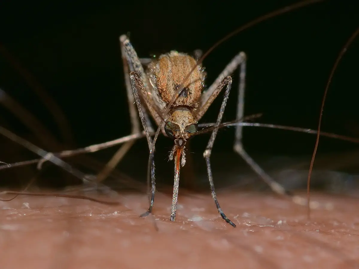 Puntura zanzara