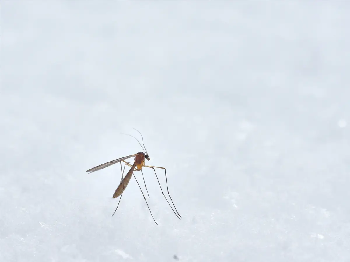 Zanzare in inverno