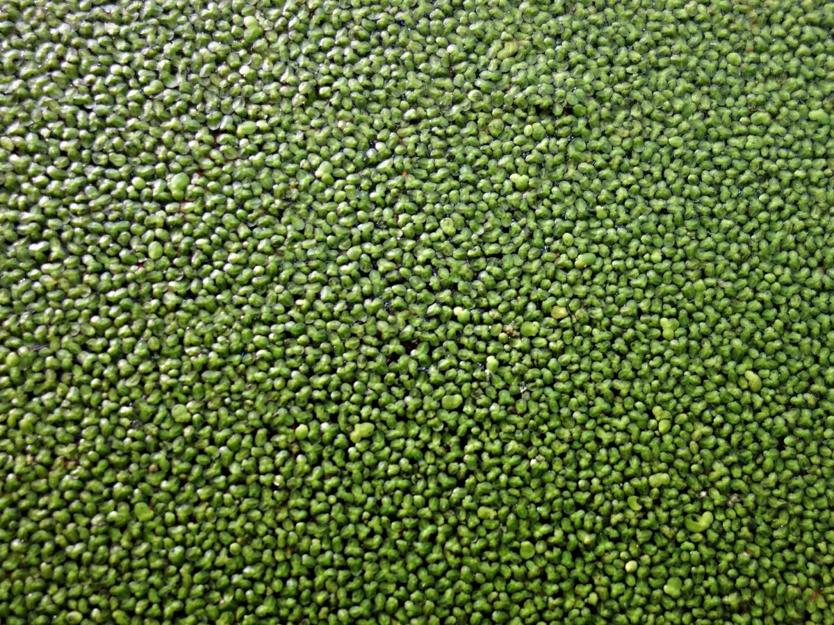 Il Mankai, la lenticchia d'acqua tipica del Sud Est asiatico, potrebbe essere una valida fonte di quelle proteine e nutrienti che solitamente troviamo solo nei derivati animali