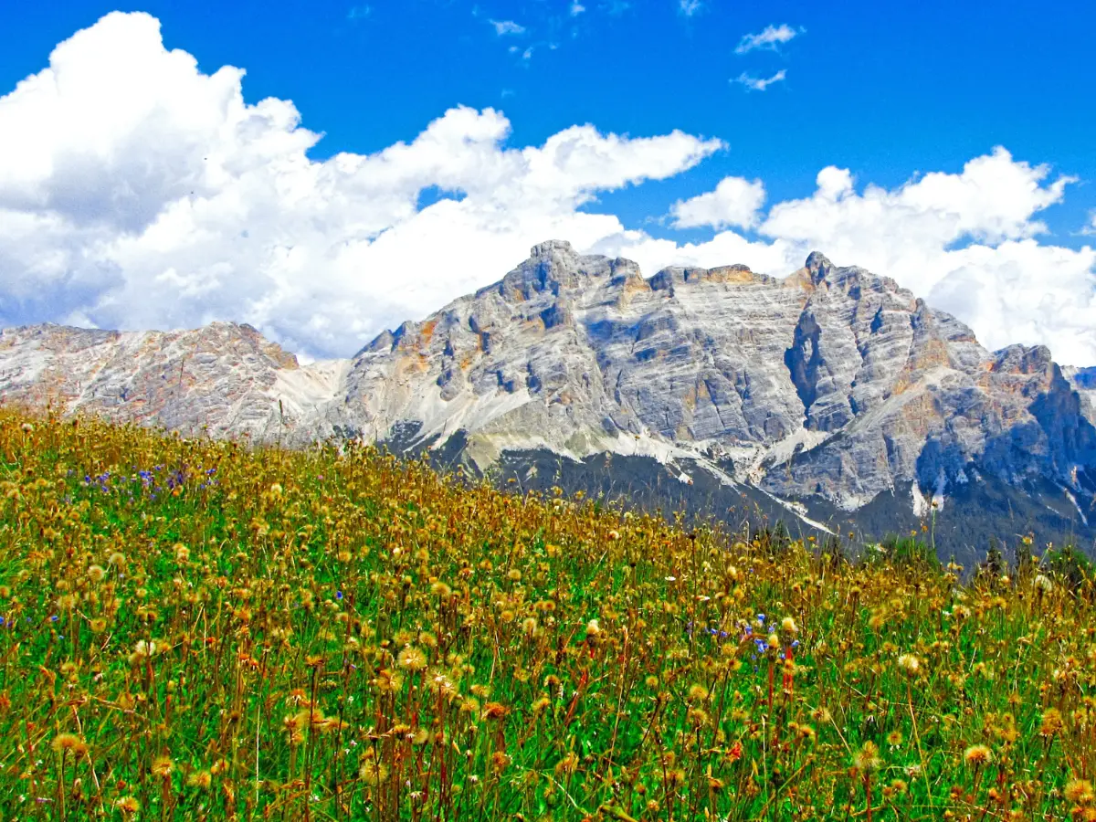 Un nuovo studio riporta che fio al 22 percento delle piante sulle Alpi italiane è a rischio estinzione a causa dello scioglimento dei ghiacciai provocato dal surriscaldamento globale