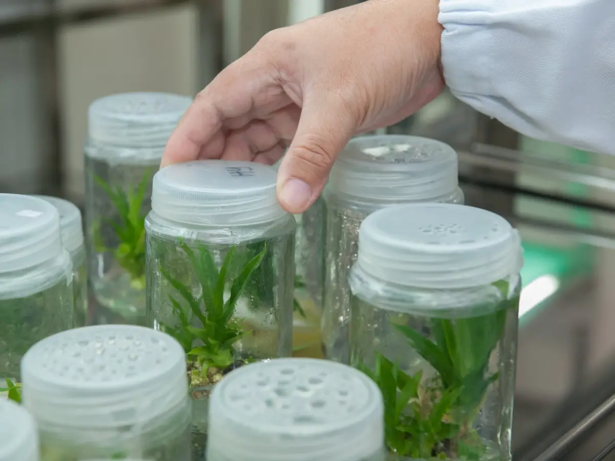 Al MIT di Boston hanno inserito dei sensori in una pianta di spinaci per renderla in grado di inviare segnali sullo stato di salute suo e del suolo su cui è piantata. Si tratta della nanobionica vegetale