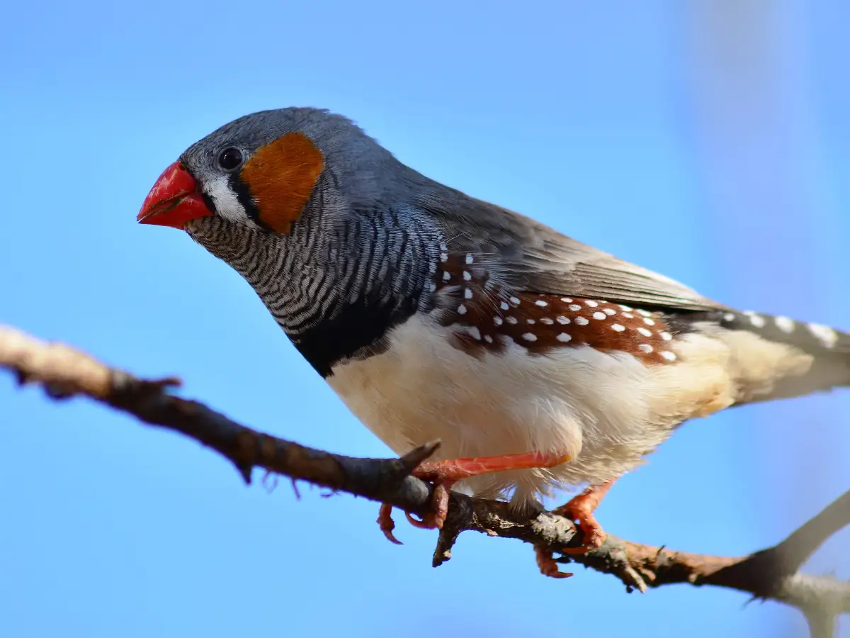 Uno studio ha dimostrato che il rumore del traffico rallenta le capacità di apprendimento degli uccelli