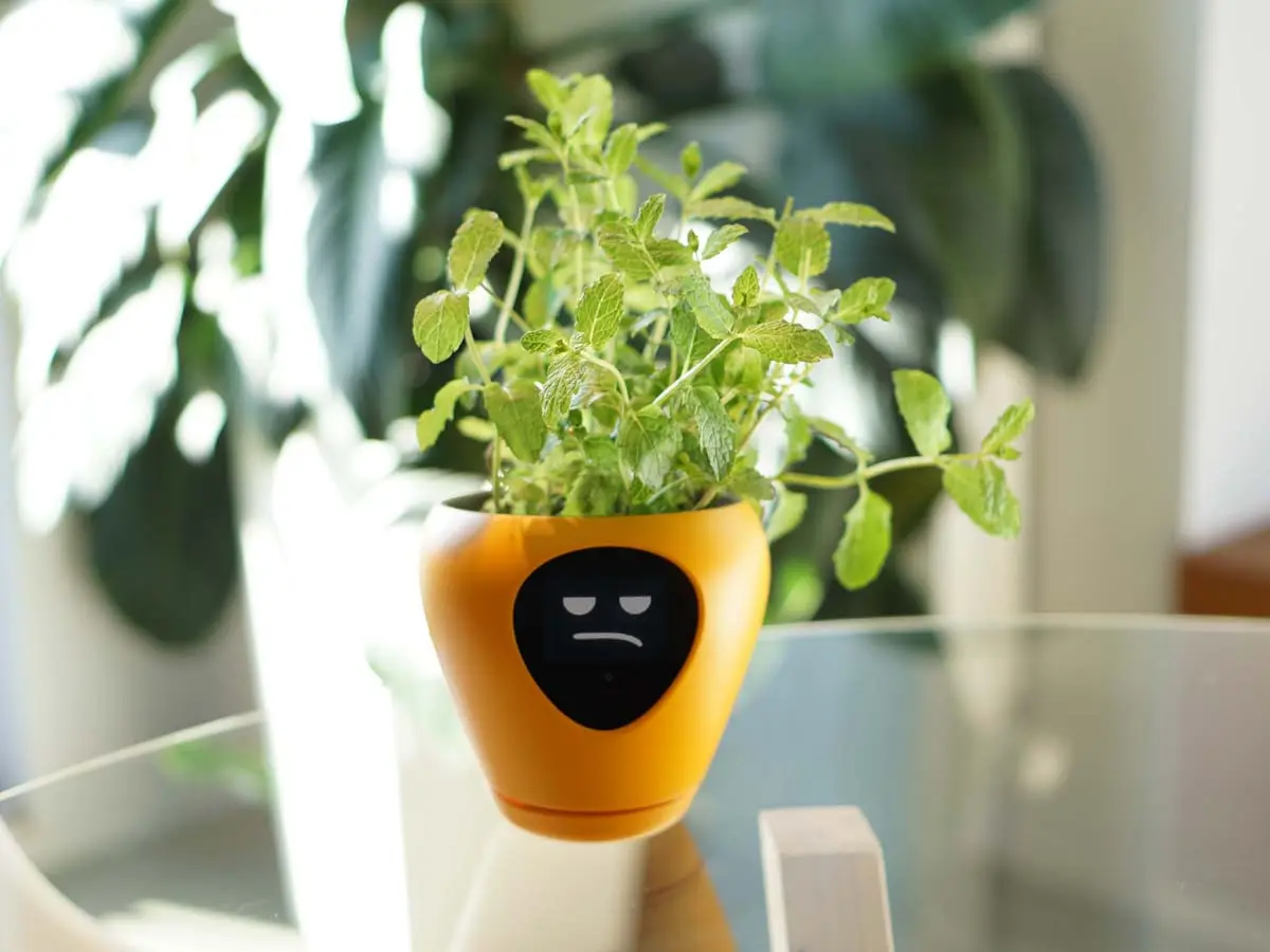 Una start-up lussemburghese ha creato un vaso smart che, attraverso un piccolo schermo, mostra delle faccine per far capire al proprietario lo stato di salute della pianta che contiene