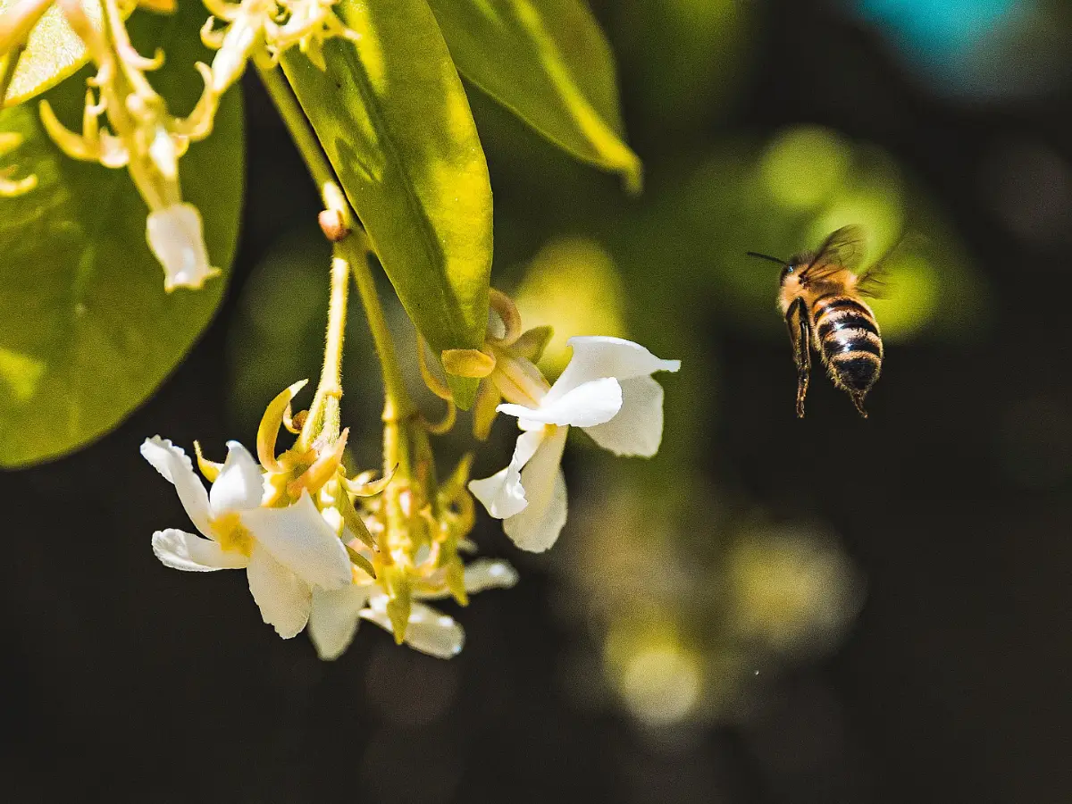 Se si desidera aiutare le api, si può cominciare piantando nel proprio giardino o sul proprio balcone dei fiori che siano utili fonti di nutrimento per loro in primavera, estate e pure in autunno