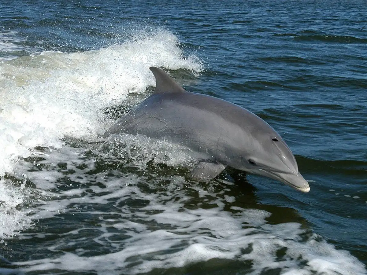Delfini interferenze