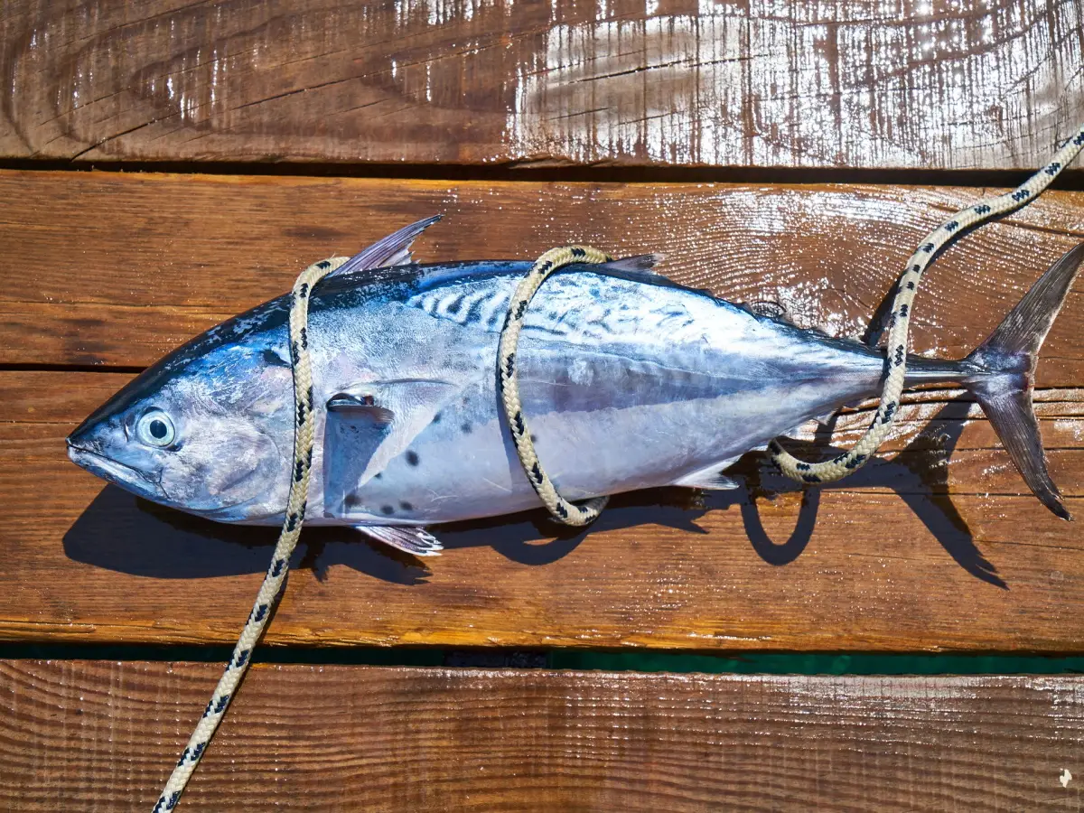 Giornata mondiale del tonno