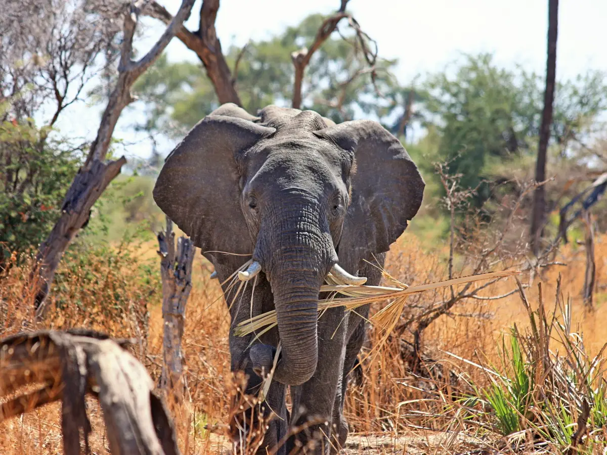 elefanti africani rischio estinzione