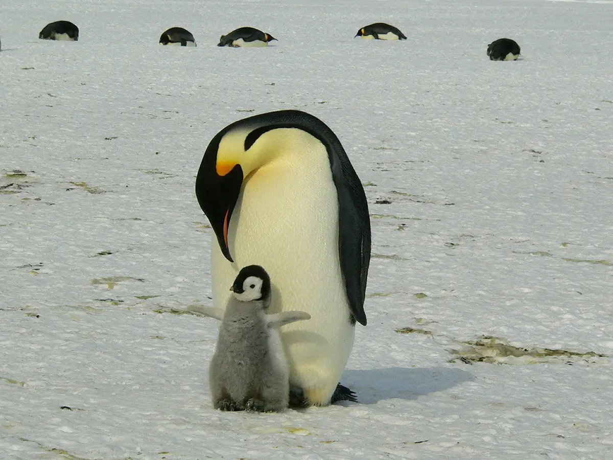 La Giornata mondiale del pinguino: perché proprio il 25 aprile