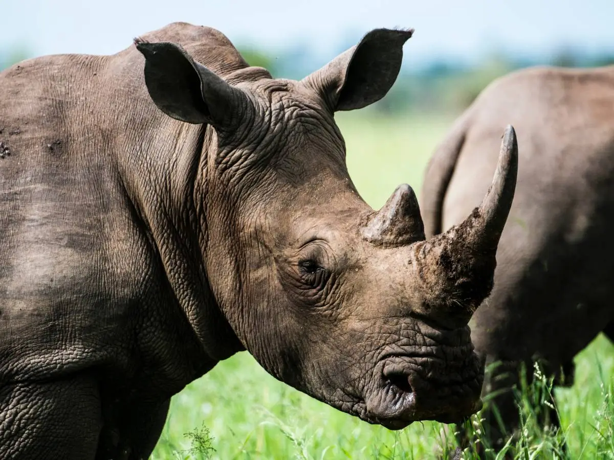 Rinoceronti a testa in giù