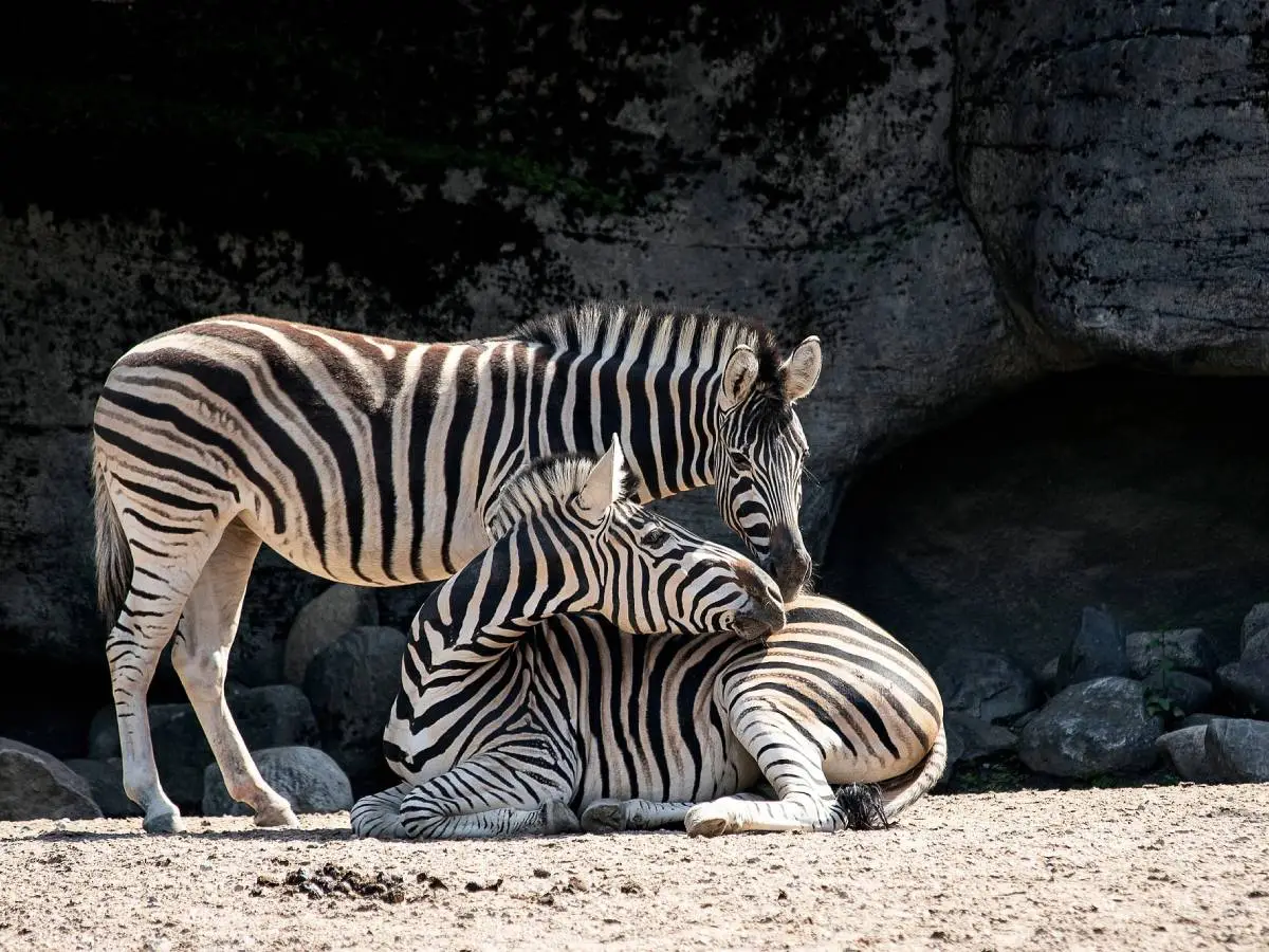 Zebre in pericolo