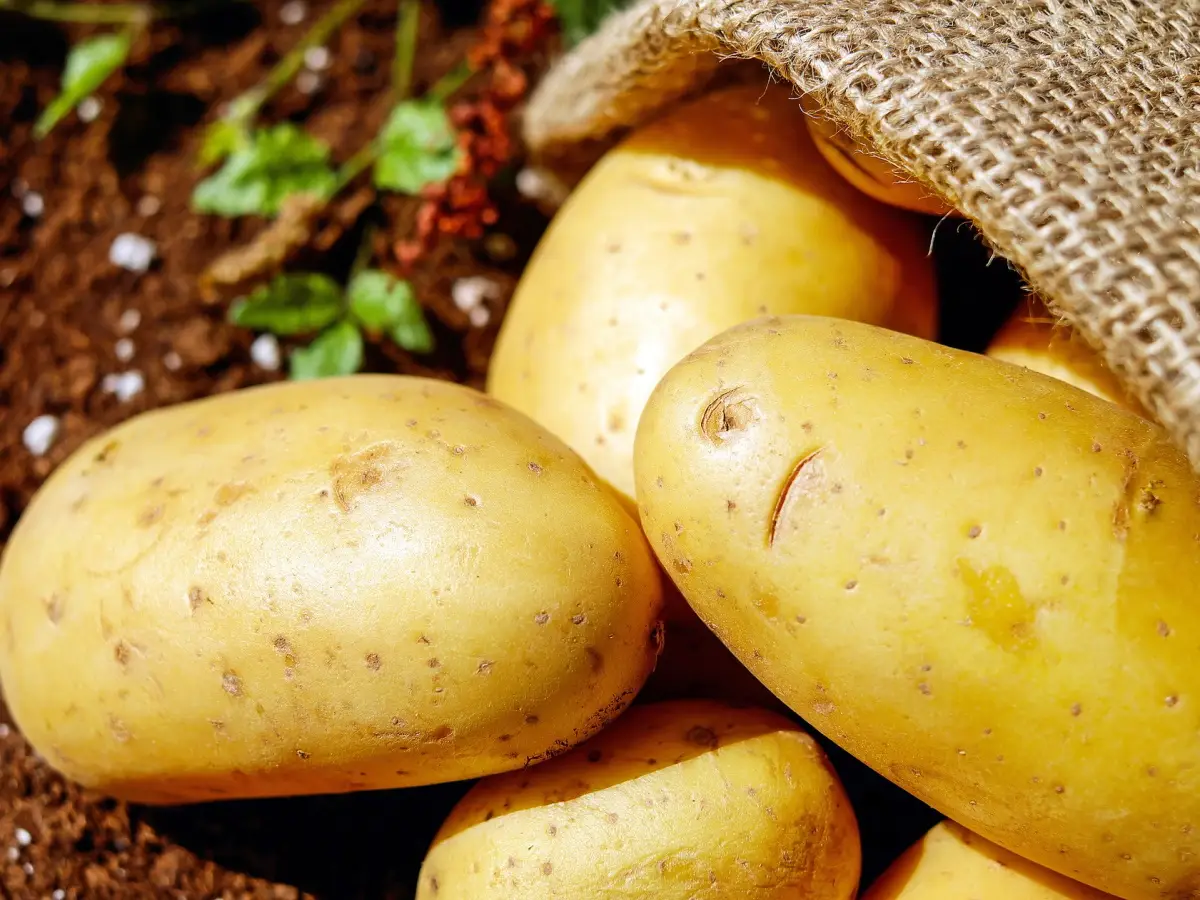 piante tossiche patate