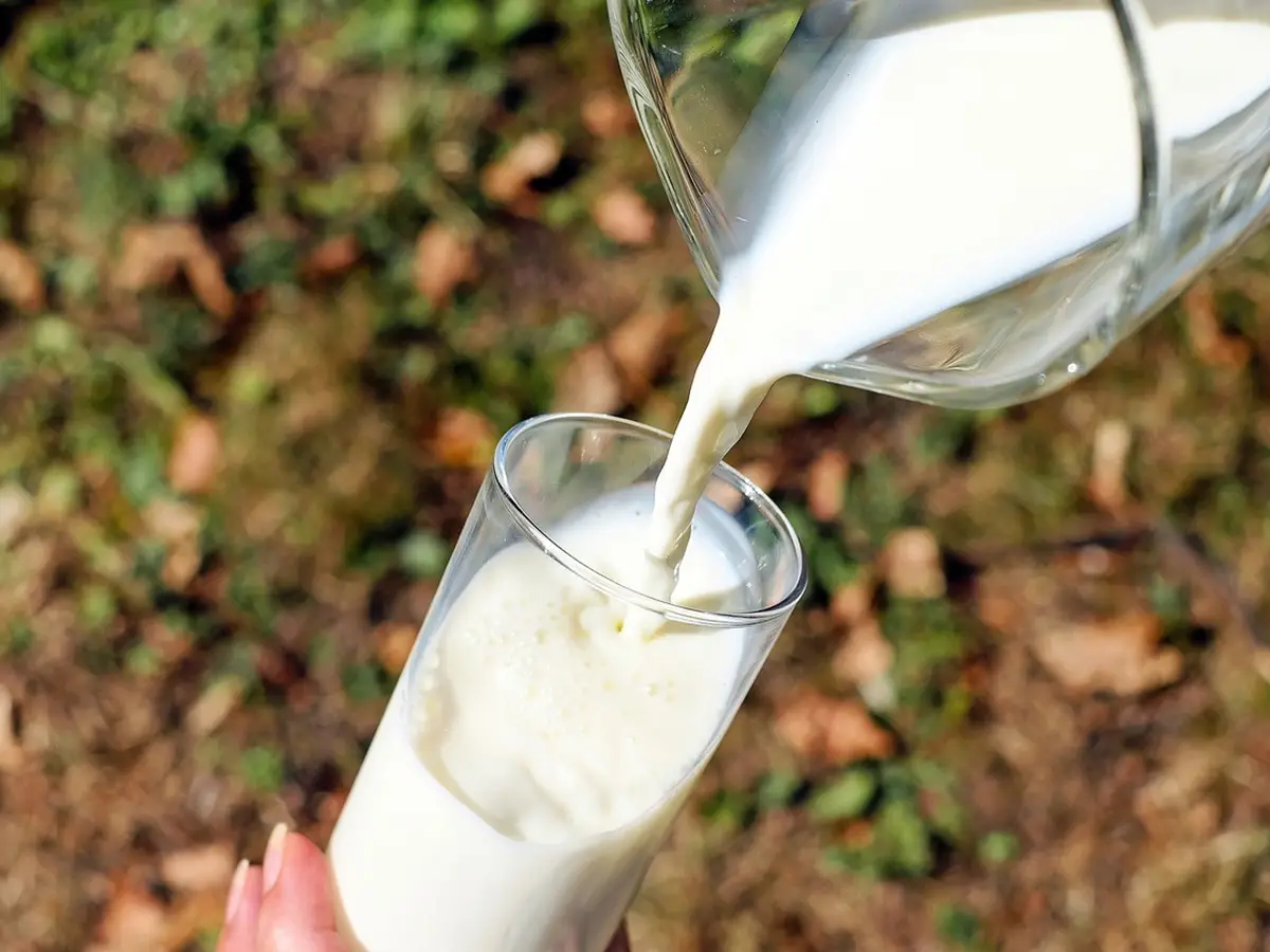 Produzione grana padano latte