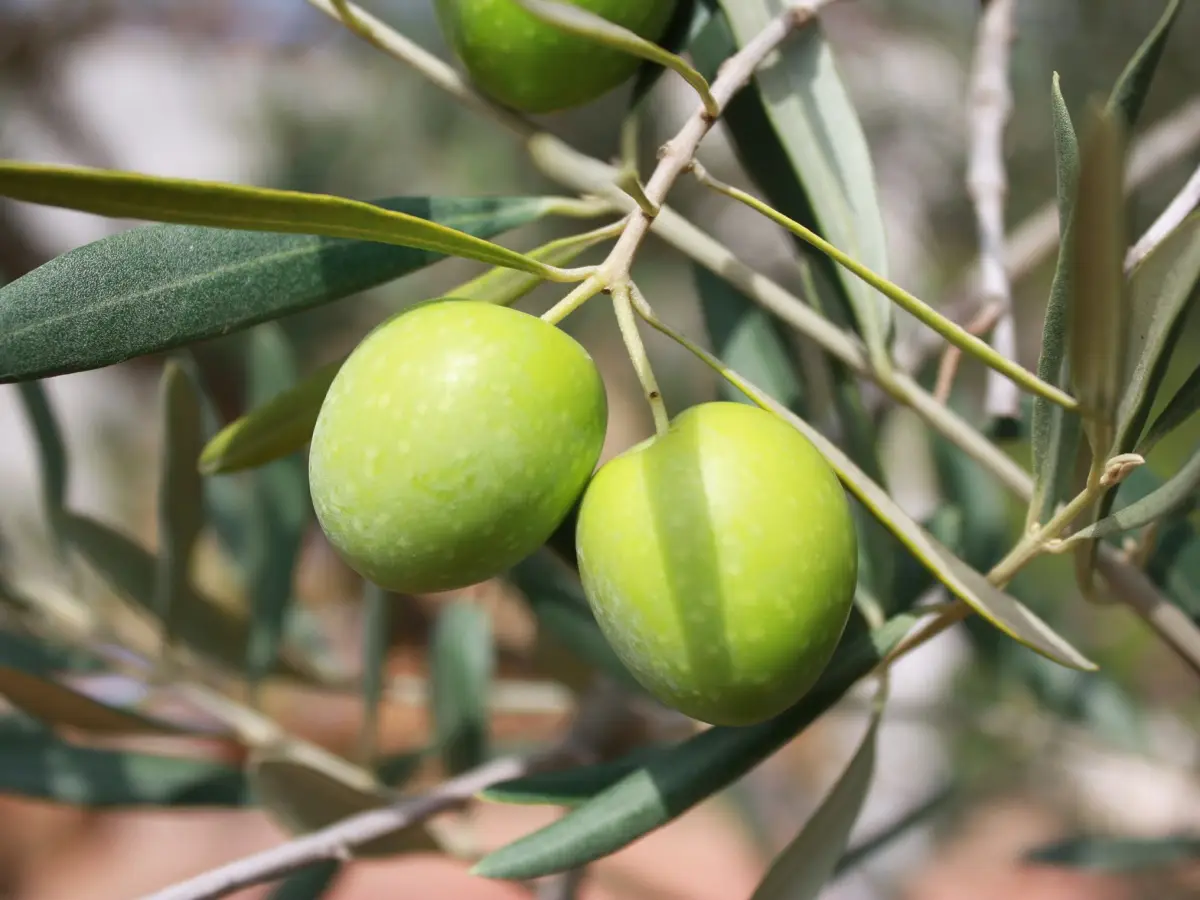 olive piu buone