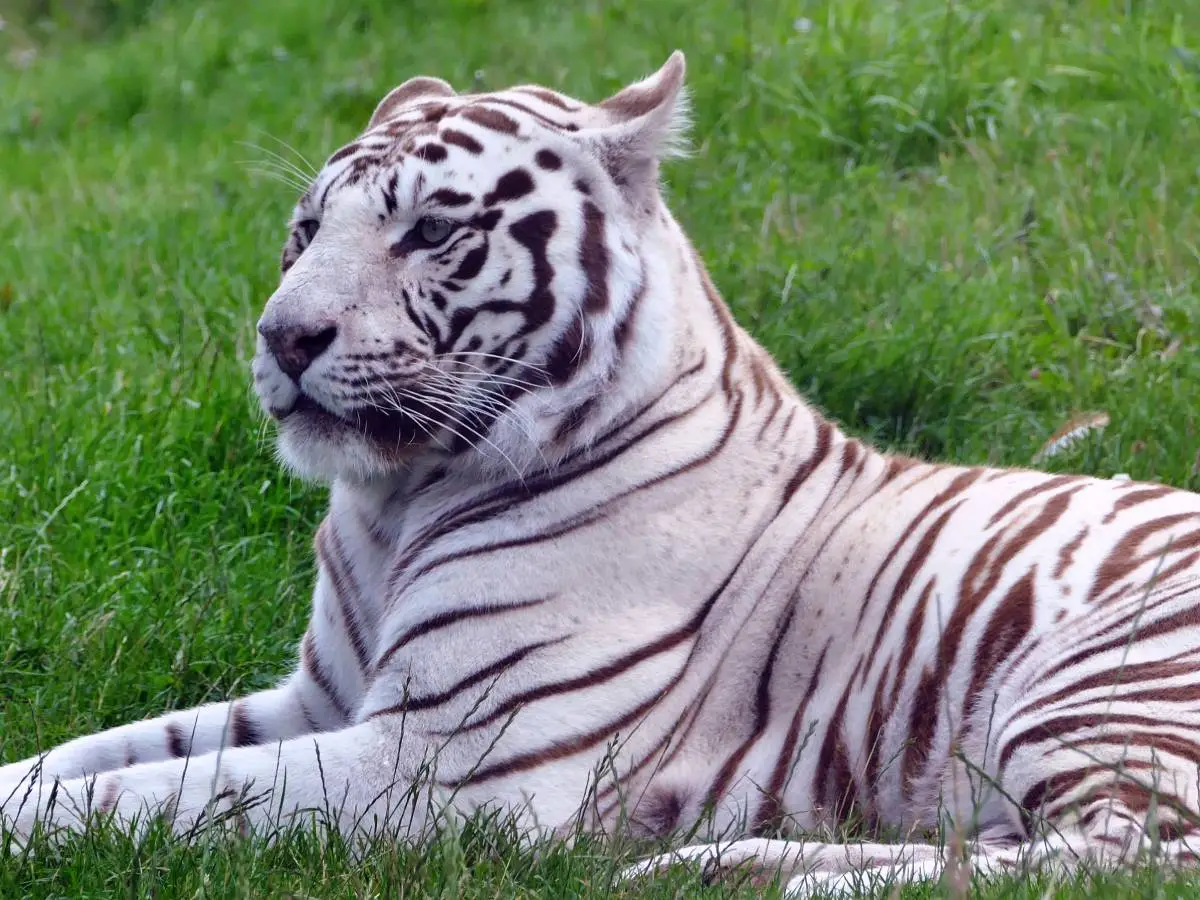 sopravvivenza delle tigri bianche