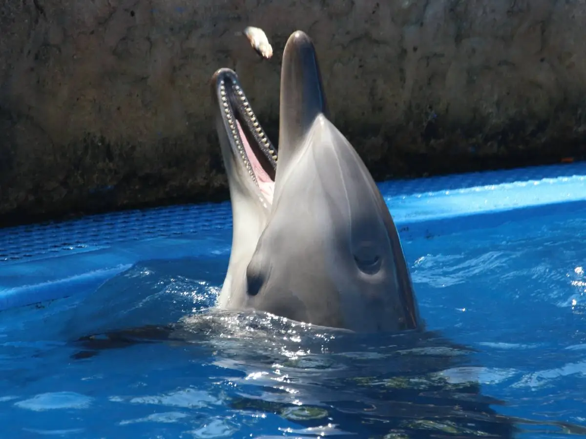 terapia con i delfini