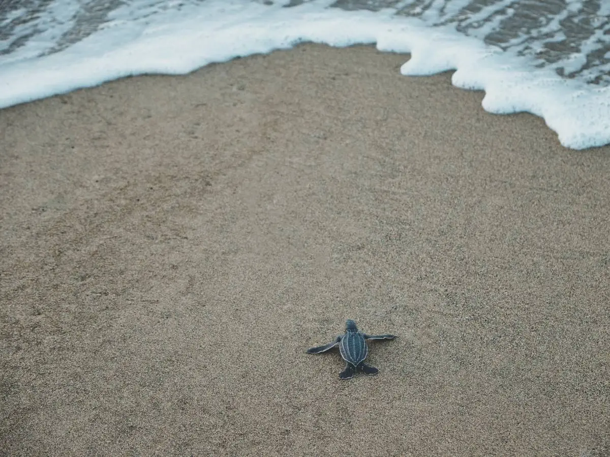 tartarughe marine a rischio