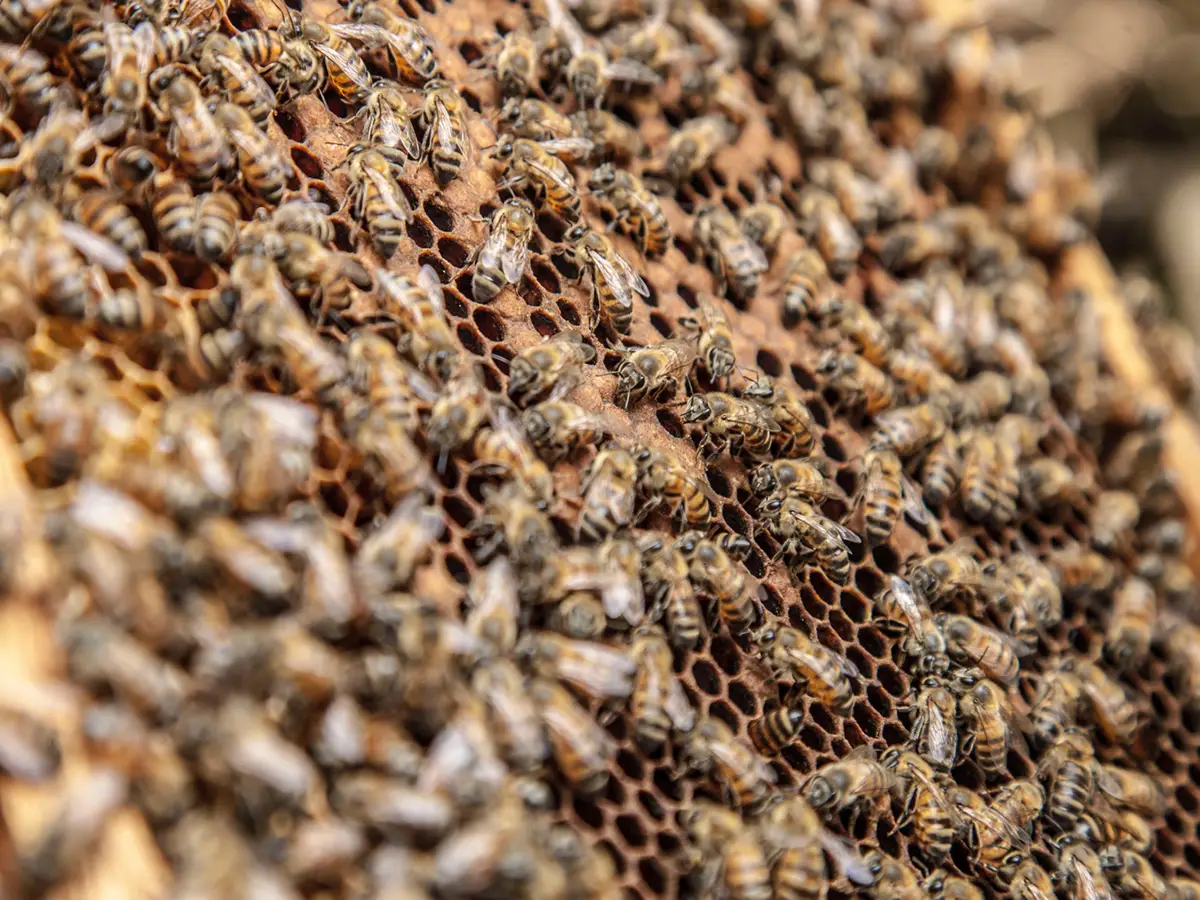 Importanza delle api per gli ecosistema
