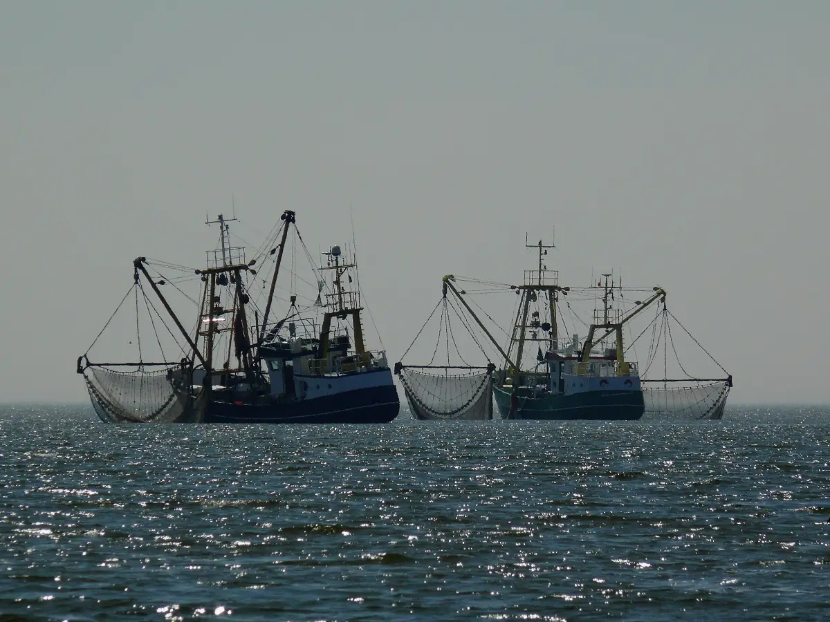 Un'app in corso di sperimentazione in Scozia potrebbe permettere ai pescherecci di evitare la cattura delle specie a rischio e limitare la pratica del rigetto in mare
