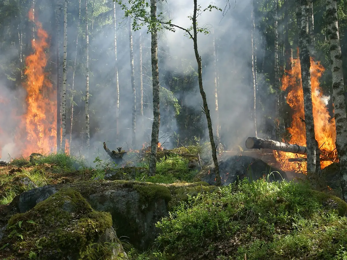 Riforestazione dopo gli incendi