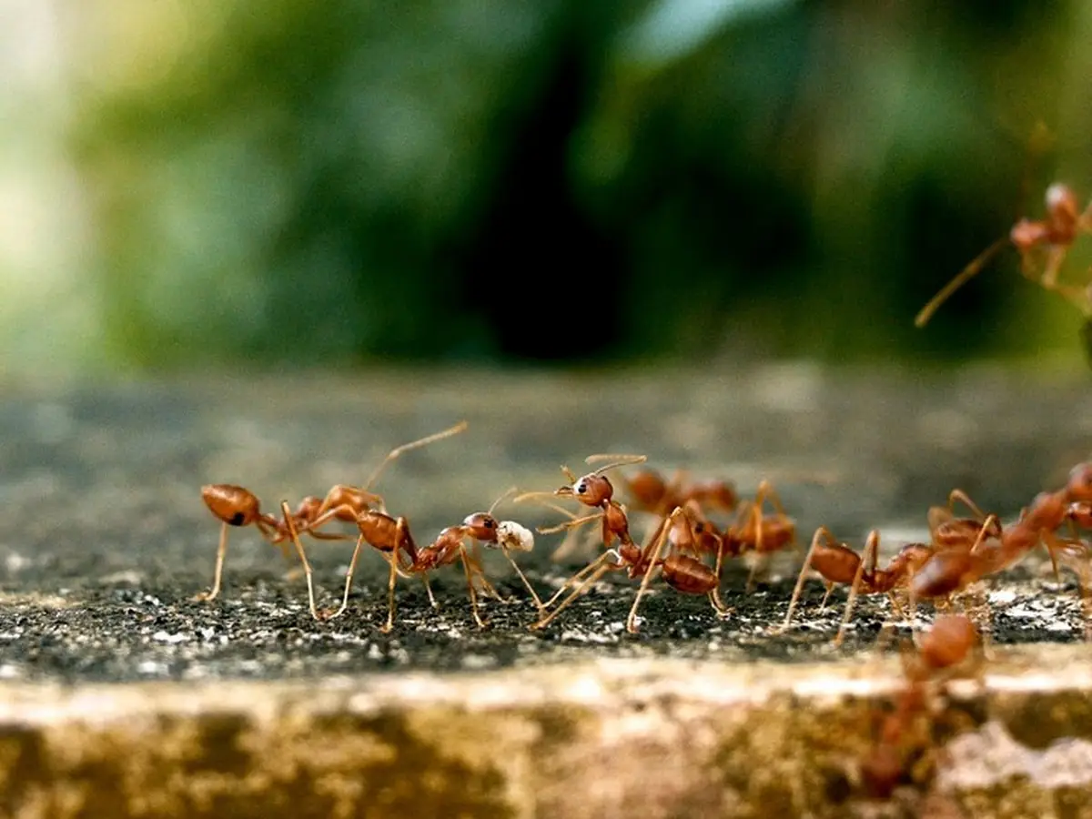 Incontri di pugilato tra formiche