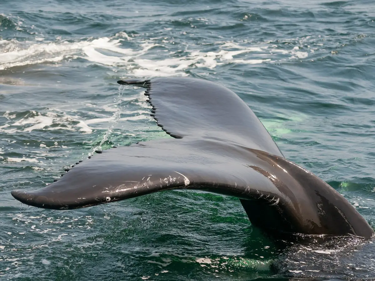 Scoperto nuovo cetaceo: li Zifio di Ramari