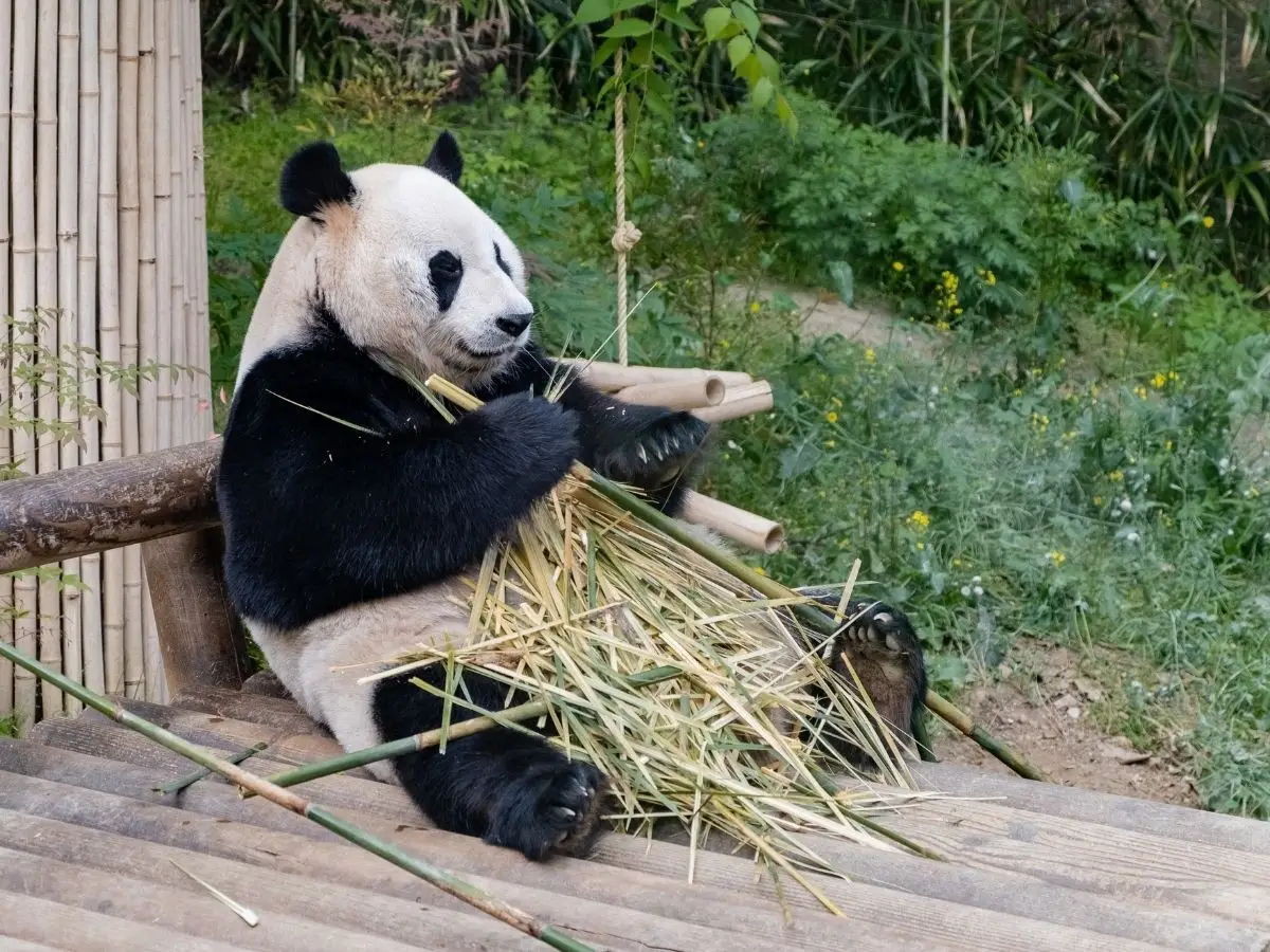 Alcuni ricercatori hanno confermato una teoria che spiega perché i panda giganti hanno la pelliccia colorata di bianco e nero