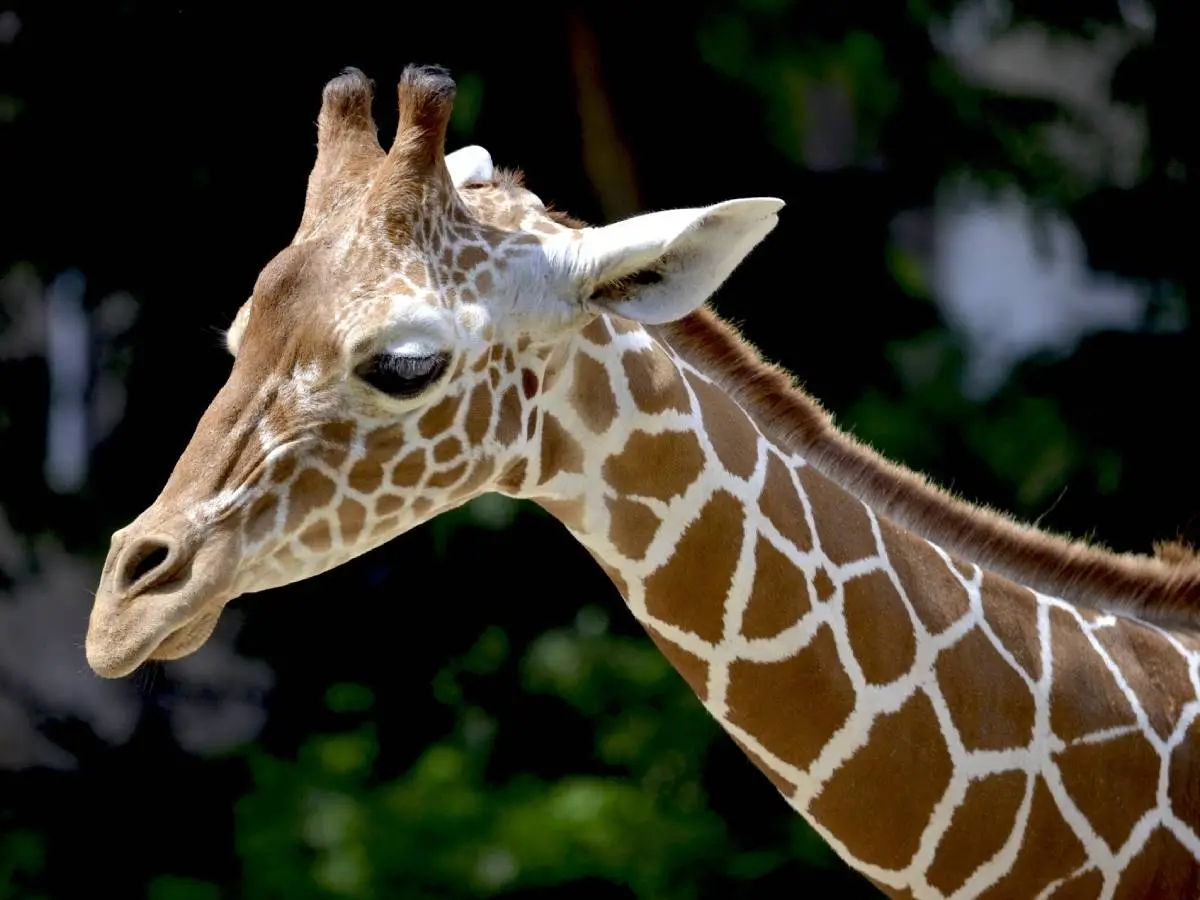 giraffe in aumento