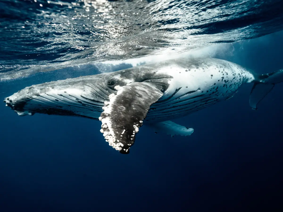 islanda caccia balene