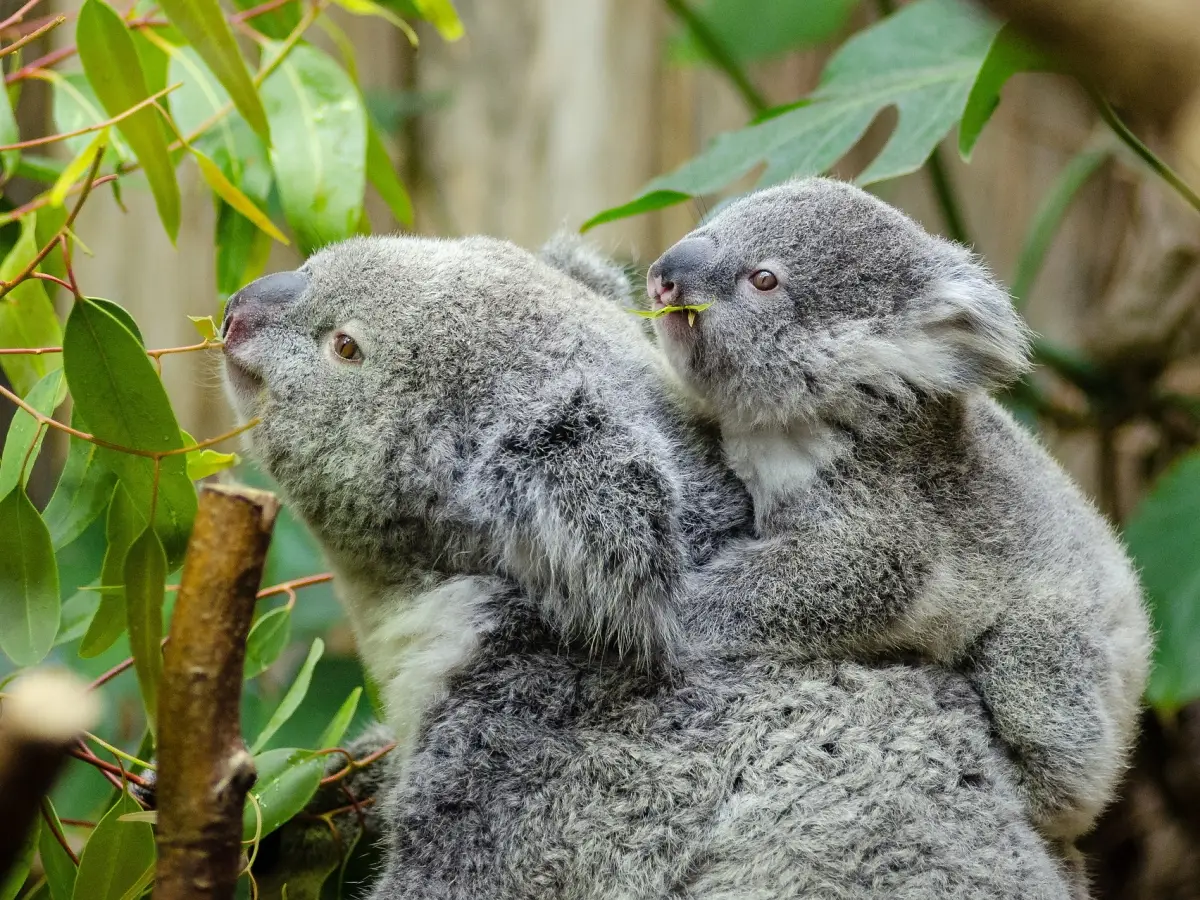 koala rischio estinzione