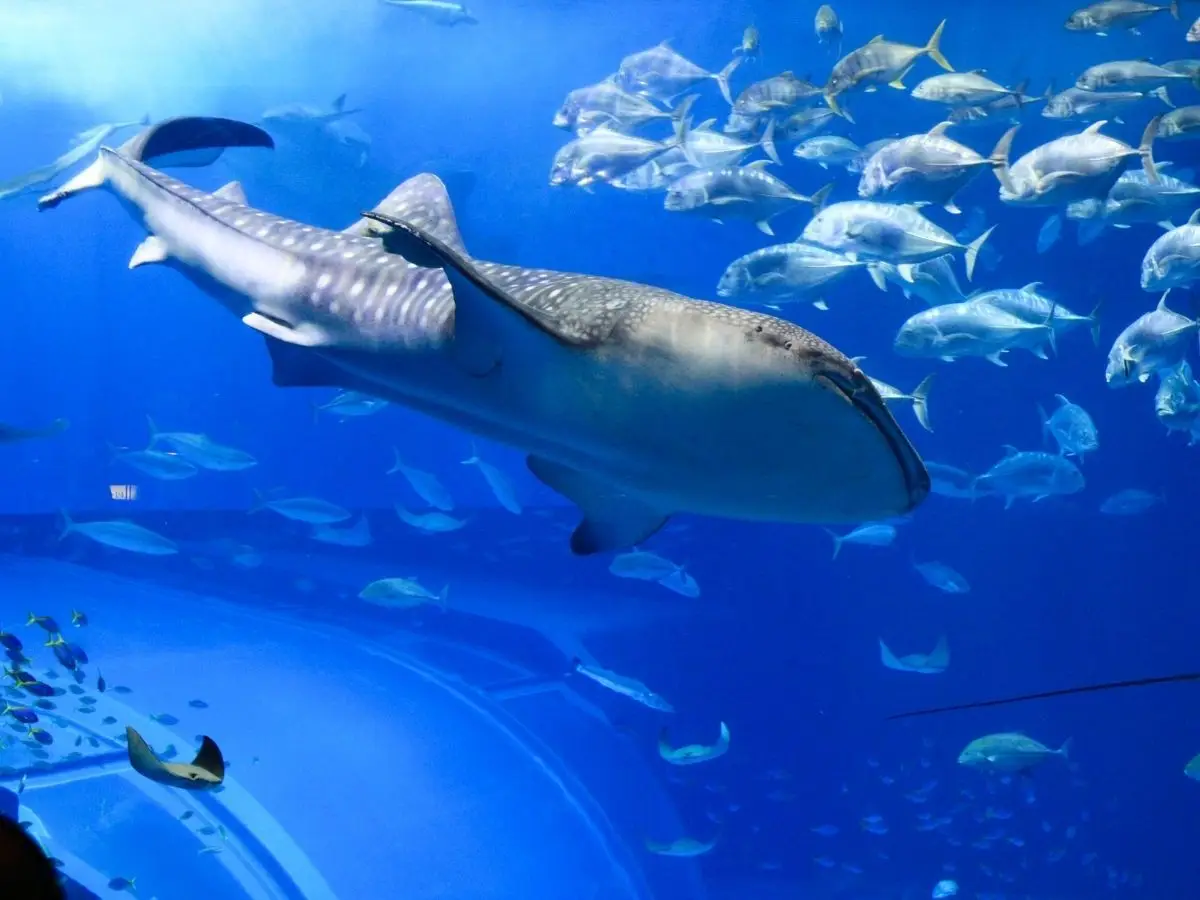 Uno studio ha scoperto che lo squalo balena ricava metà o più dei suoi nutrienti dalle alghe