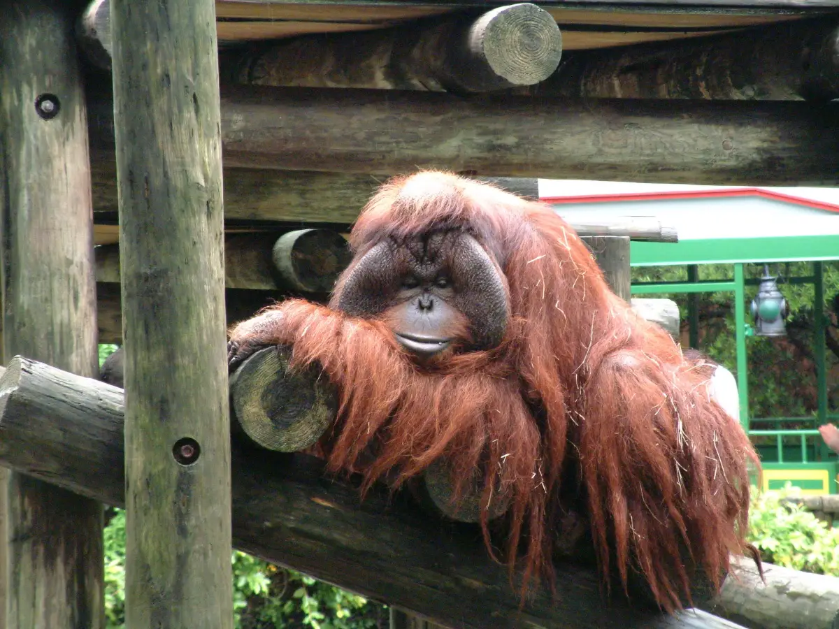 orangotanghi linguaggio
