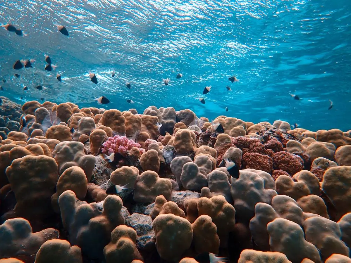 sbiancamento barriera corallina