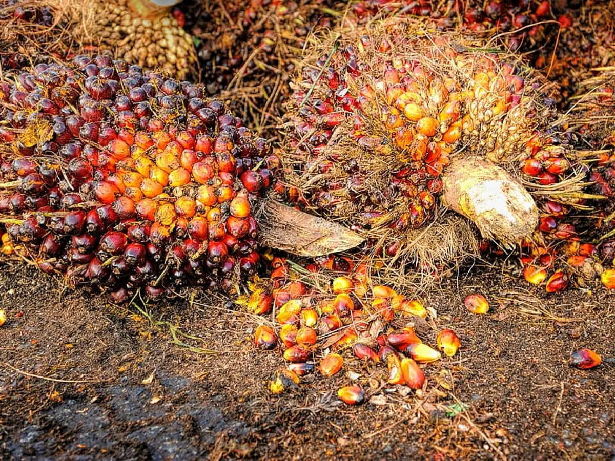 sostituto olio di palma